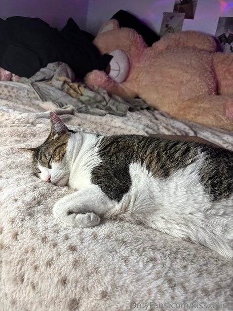 Kissxalice OnlyFans Modelfoto