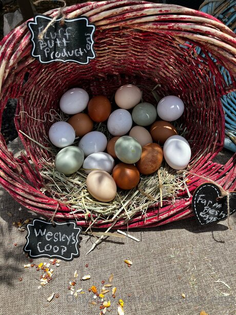 Chickenlady Eggs Leaks von Nacktbildern auf OnlyFans