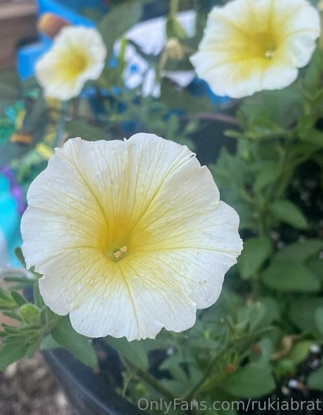 rukiabrat OnlyFans Nacktfotos