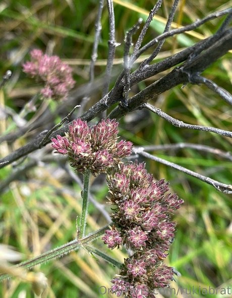 rukiabrat OnlyFans kostenlos