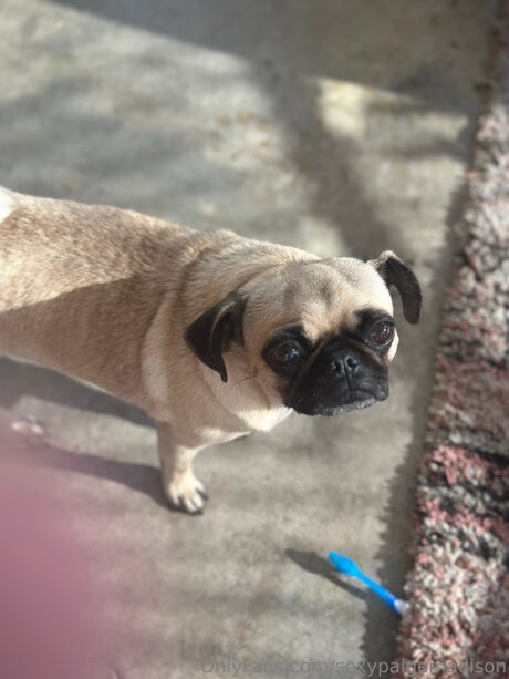 Sexypaigemadison OnlyFans geleakte Brüste