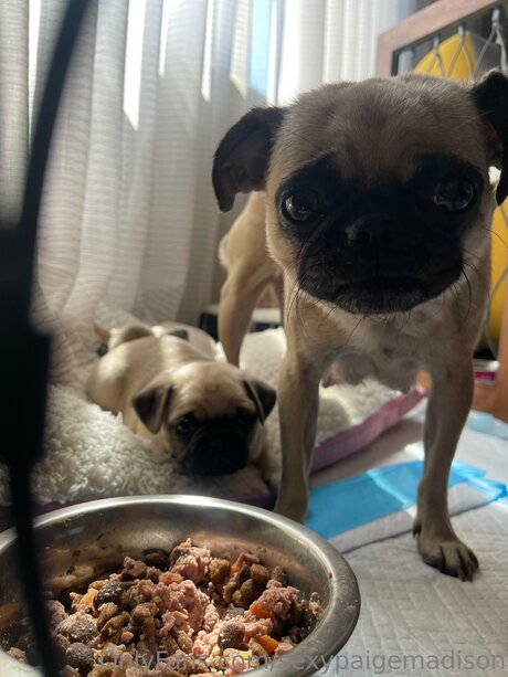 Sexypaigemadison Oben ohne OnlyFans