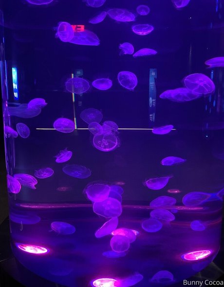 bunnycocoa OnlyFans Modelfoto