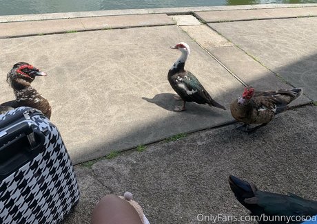 bunnycocoa OnlyFans XXX