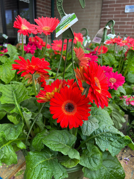 Olivi r Ans lm OnlyFans geleakt