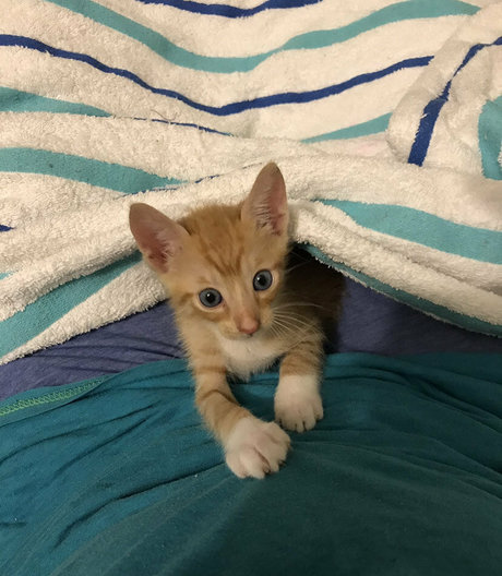 Goddess Tall Tasha OnlyFans-Leaks