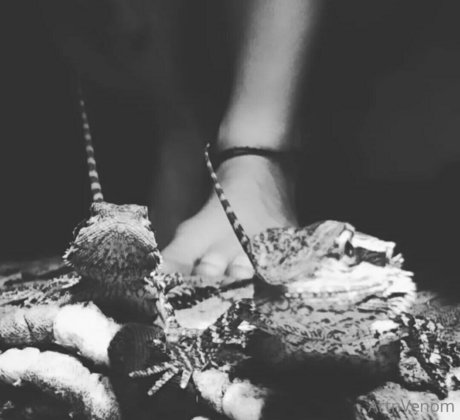 artnvenom Nacktbilder OnlyFans Leaks