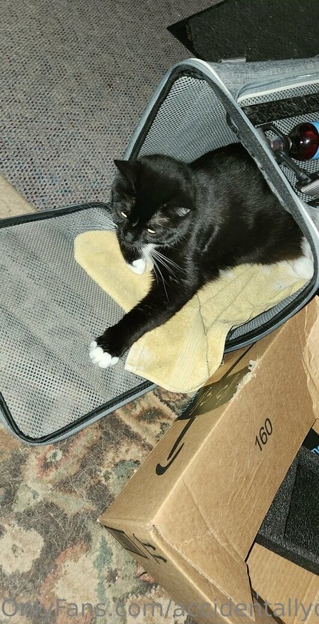 accidentallydelicious Heiße OnlyFans Inhalte