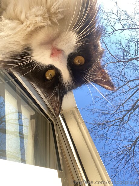 Suncosplays Oben ohne OnlyFans