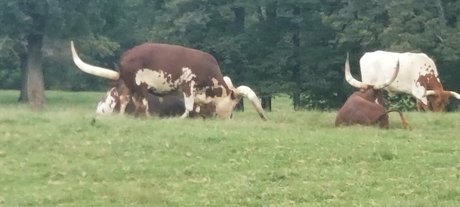 kittylee OnlyFans geleakt