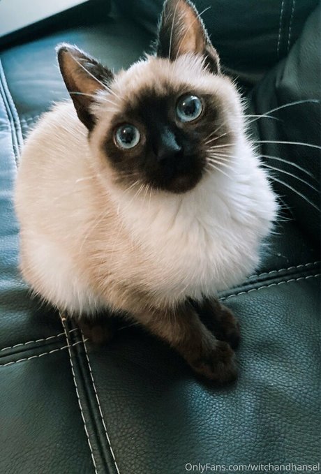 witchandhansel Leaked OnlyFans Nacktbilder