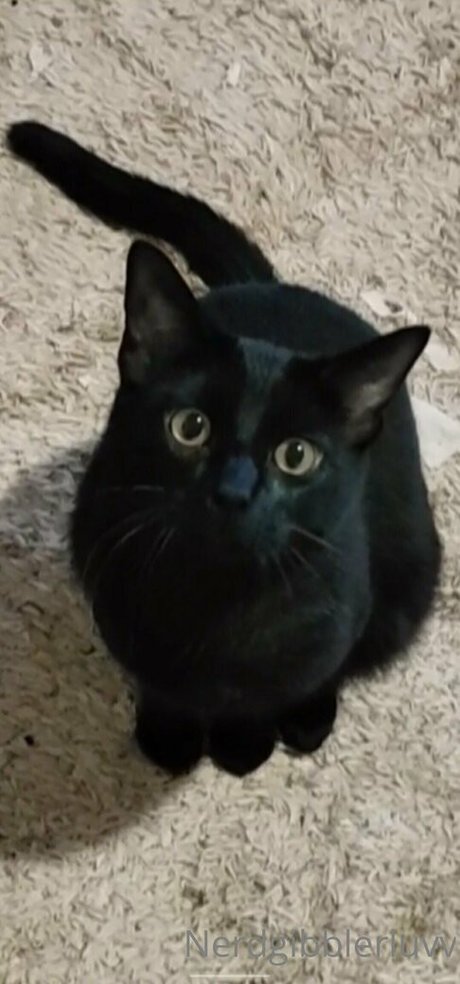 nerdgibblerluvv Leaks von OnlyFans