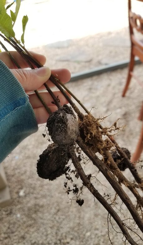 driftinggem Neue geleakte OnlyFans-Inhalte