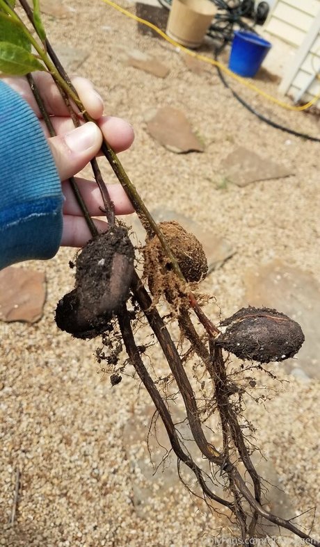 driftinggem OnlyFans-Post