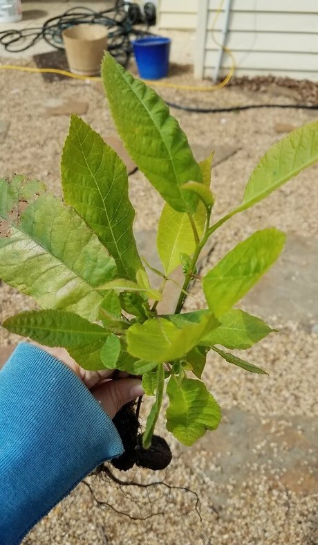 driftinggem Nackt auf OnlyFans Leaks