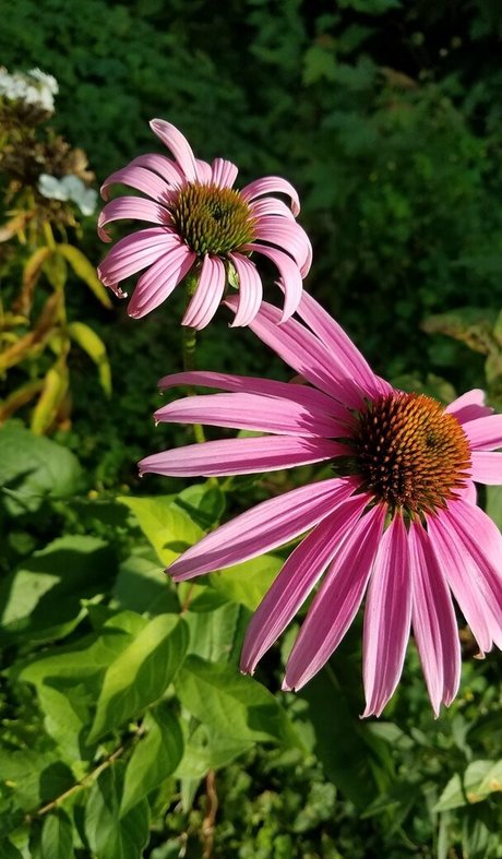 driftinggem OnlyFans OnlyFans