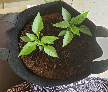 veronikaplants Nacktbilder OnlyFans