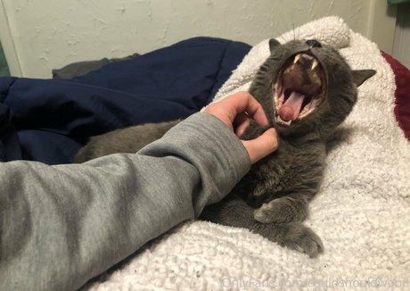 couldshouldwood Nacktbilder von OnlyFans geleakt