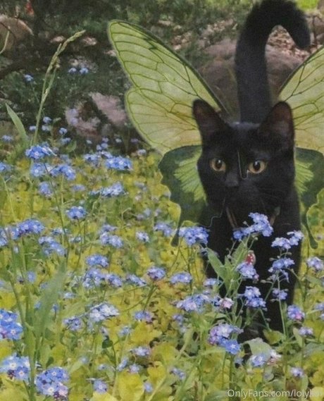 lolykoi Kostenlose OnlyFans-Pornos