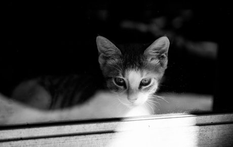 fosterkittendad OnlyFans