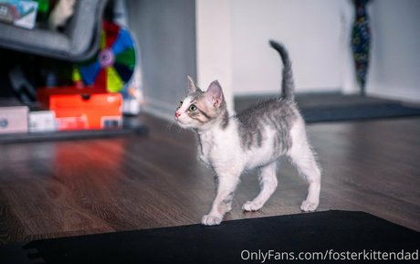 fosterkittendad NSFW OnlyFans