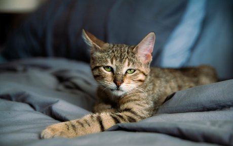 fosterkittendad Nacktbilder von OnlyFans geleakt