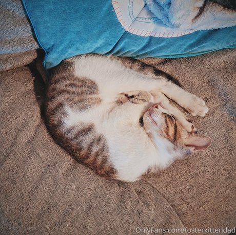 fosterkittendad Leaked OnlyFans Bilder