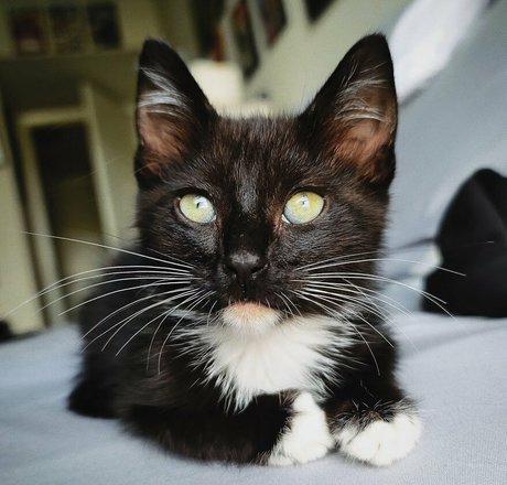 fosterkittendad OnlyFans Joi