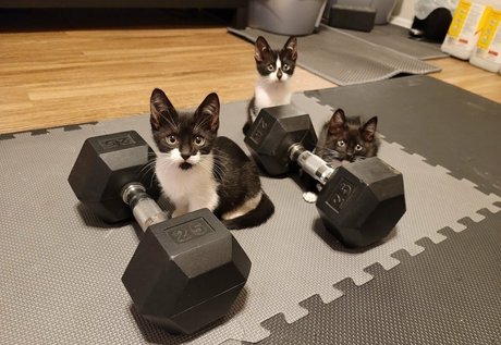 fosterkittendad OnlyFans XX