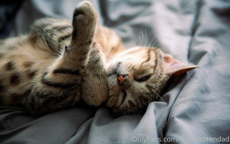 fosterkittendad Leak von OnlyFans-Inhalten