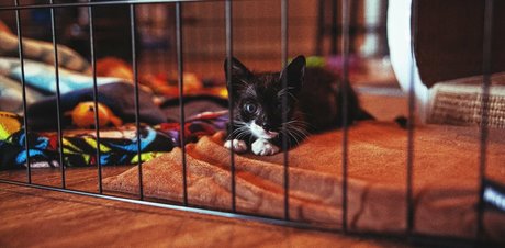 fosterkittendad OnlyFans Nacktbilder