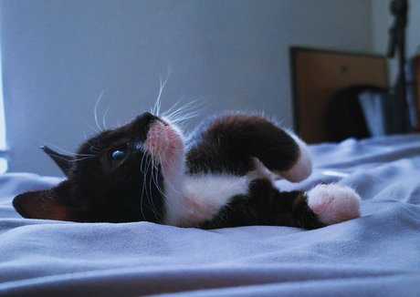 fosterkittendad Nacktbilder von OnlyFans