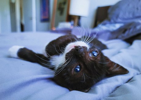 fosterkittendad Nacktbilder von OnlyFans