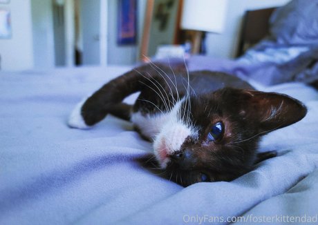 fosterkittendad Sex OnlyFans