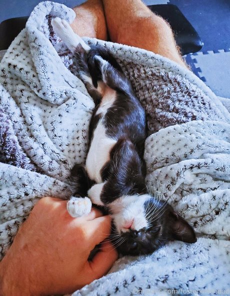 fosterkittendad Nacktbilder-Leaks von OnlyFans