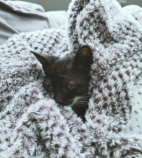 fosterkittendad OnlyFans XXX