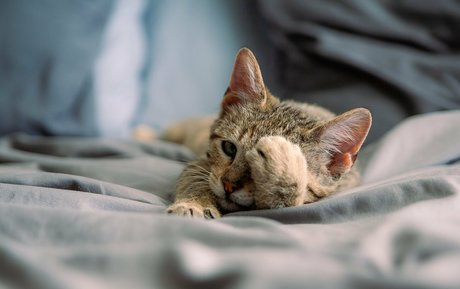 fosterkittendad Porn OnlyFans Leaks