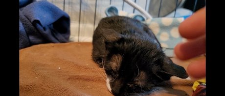 fosterkittendad OnlyFans gratis