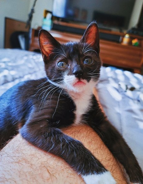 fosterkittendad OnlyFans schlank