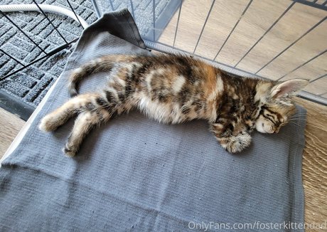 fosterkittendad Leaked OnlyFans Bilder