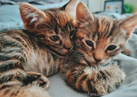 fosterkittendad OnlyFans Strip