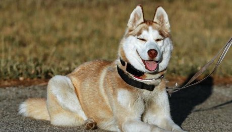 pech os OnlyFans Striptease