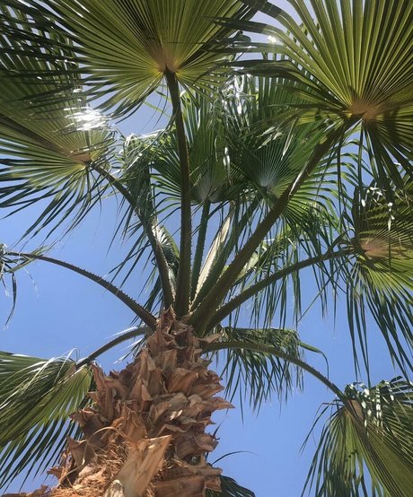 Natasha Thomsen Nacktbilder von OnlyFans geleakt