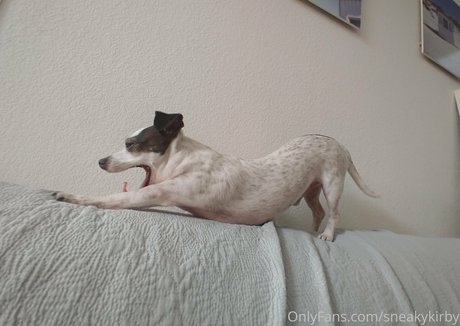 sneakykirby OnlyFans Star