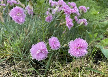 tobinedamfree Nackt OnlyFans