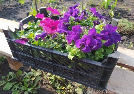 tobinedamfree OnlyFans Sex