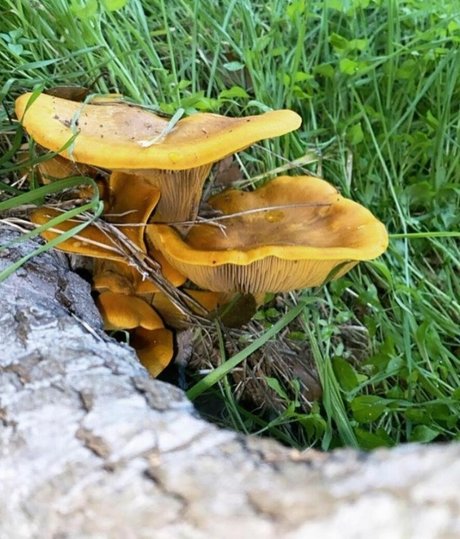 Amethyst Franklin OnlyFans Brüste Bild