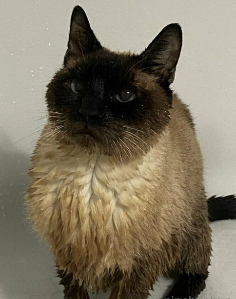 freebunbun Nacktbilder von OnlyFans geleakt