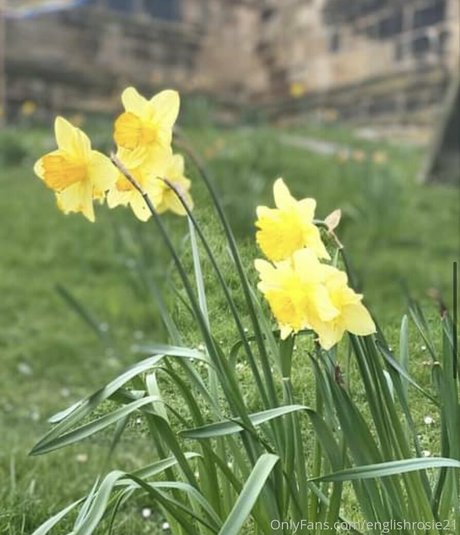englishrosie21 Leaked OnlyFans Bilder