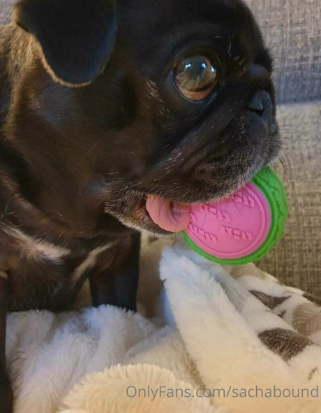 sachabound OnlyFans explizite Inhalte